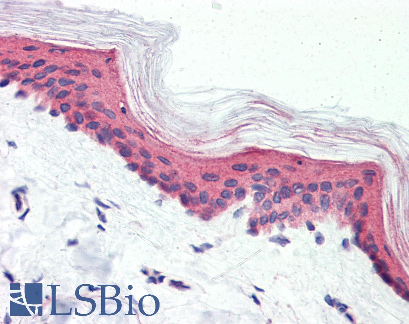 IHC-plus™ ADGRG6 / GPR126 Antibody (N-Terminus)