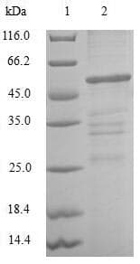 Human CLIC4 Protein (Recombinant GST, N-terminus)