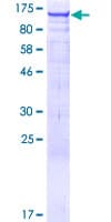 Human ARHGEF1 Protein (Recombinant GST)