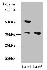 IMPACT Antibody