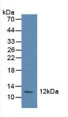 SST / Somatostatin Antibody (aa27-116, APC)