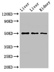 TPST1 Antibody