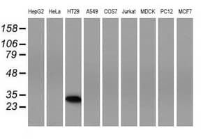 SLIM / FHL1 Antibody (clone OTI1D6)