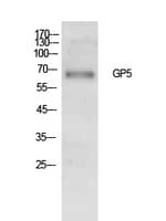 GPV / CD42d Antibody