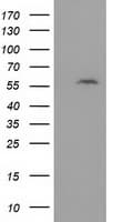 DTNA / Dystrobrevin Alpha Antibody (clone OTI2F9)