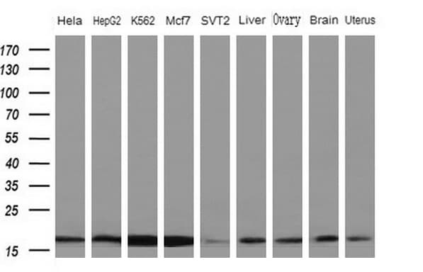 NDUFB11 Antibody (aa30-163, clone OTI8C5)