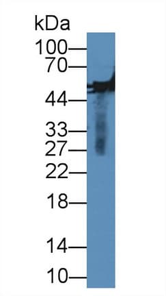 MMP13 Antibody (aa70-245)