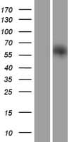 IRGQ Protein (Over-Expression Lysate Myc-DDK (Flag))