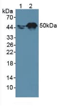 RARA / RAR Alpha Antibody (aa237-459)