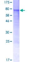 Human STAF50 / TRIM22 Protein (Recombinant GST)