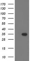 CTDSP1 / SCP1 Antibody (clone OTI1G2, Carrier-free)