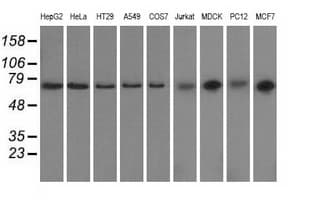 GORASP1 / GRASP65 Antibody (clone OTI5G8)