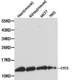 CYCS / Cytochrome c Antibody