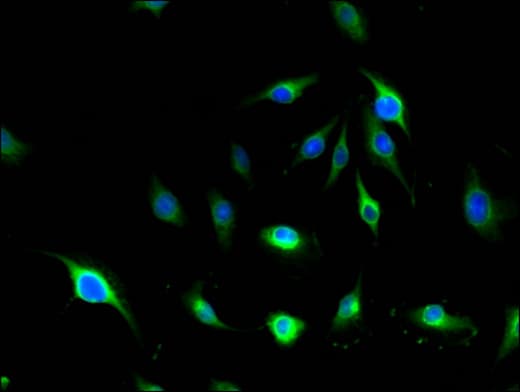 MLLT4 / Afadin Antibody