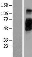 CD200R1 / CD200R Protein (Over-Expression Lysate Myc-DDK (Flag))