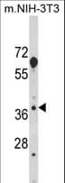 HOMER3 / Homer 3 Antibody (aa281-308)