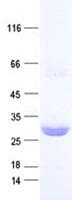 Human PACRGL Protein (Recombinant His, N-Terminal)