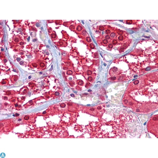 GPI Antibody
