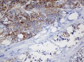 MRPL11 Antibody (clone OTI1E5)