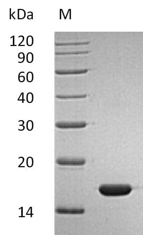 Human IFNA2 / Interferon Alpha 2 Protein (Recombinant)