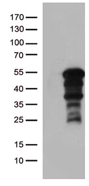 ZNF2 Antibody (clone OTI2A9)