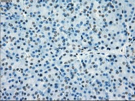 PRKY Antibody (clone OTI2H9, Carrier-free)