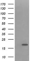 IHC-plus™ IL1F9 Antibody (clone 2F4)