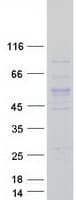 Human TUBA3C / Tubulin Alpha 3C Protein (Recombinant Myc-DDK (Flag))