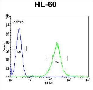 IHC-plus™ KHDC3L / ECAT1 Antibody (aa20-48)