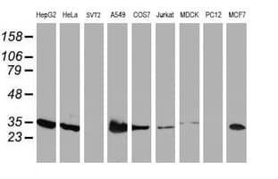 LACTB2 Antibody (aa78-288, clone OTI2F9)