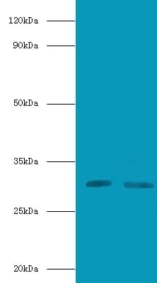 CD82 Antibody