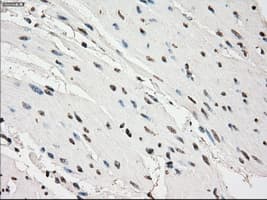 PDE10A Antibody (clone OTI1C9)