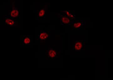 RBAK Antibody