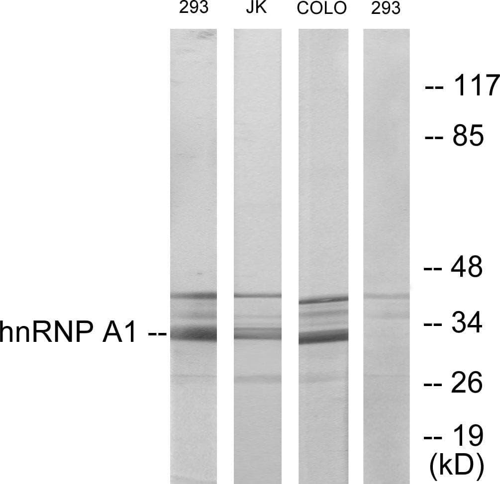 HNRPA1 / HnRNP A1 Antibody