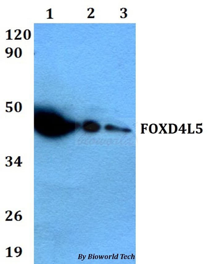 Polyclonal Rabbit anti-Human FOXD4L5 Antibody (WB)