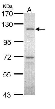 OGT / O-GLCNAC Antibody (aa223-502)