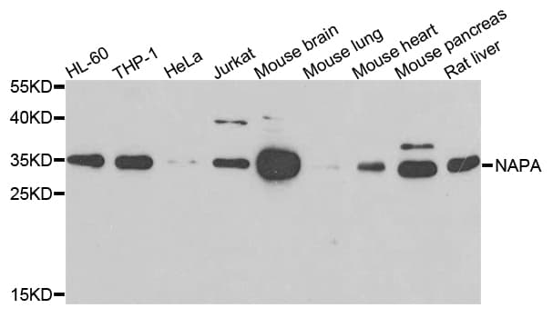 Alpha SNAP Antibody (AP)