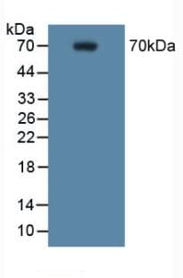 PTGS2 / COX2 / COX-2 Antibody (aa187-425, Cy3)