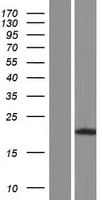 DUSP19 / SKRP1 Protein (Over-Expression Lysate Myc-DDK (Flag))