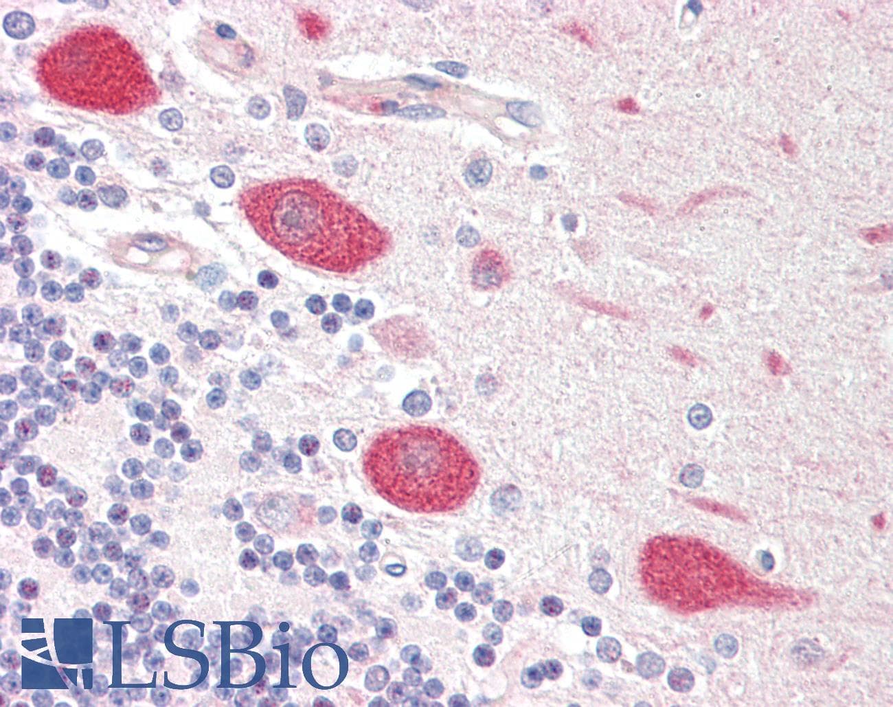 Polyclonal Rabbit anti-Human NSG1 Antibody (N-Terminus, IHC, WB)