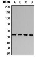 ALDH1A1 / ALDH1 Antibody (N-Terminus)
