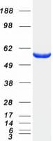 Human UGDH / UDPGDH Protein (Recombinant Myc-DDK (Flag))