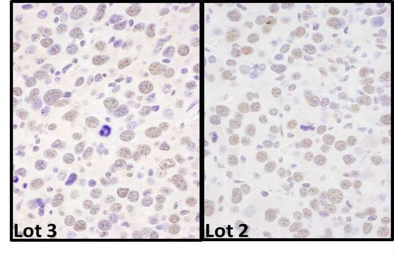 BRD4 Antibody (aa1312-1362)