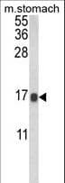 LGALS2 / Galectin 2 Antibody (aa85-111)