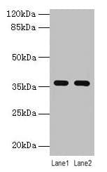 C4.4A / LYPD3 Antibody