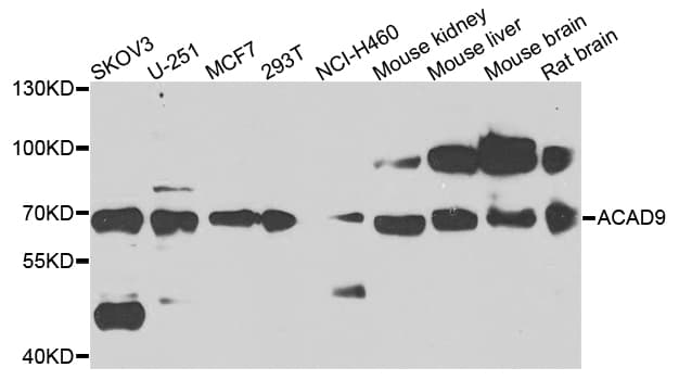 ACAD9 Antibody