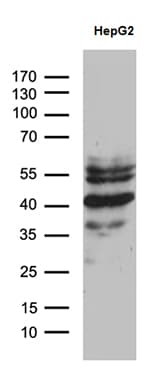 Monoclonal Mouse anti-Human ZNF670 Antibody (clone OTI6E10, IHC, WB)