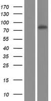 VPS16 Protein (Over-Expression Lysate Myc-DDK (Flag))