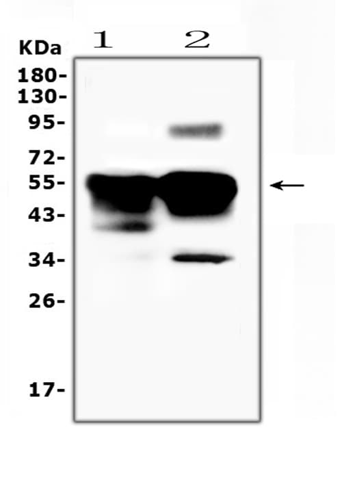 SAG / Arrestin Antibody