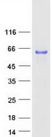 Human CAAP1 Protein (Recombinant Myc-DDK (Flag))
